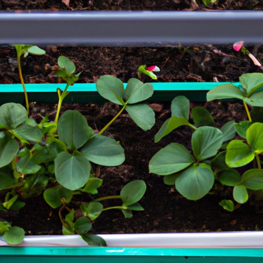 The Complete Process of Growing Strawberries from Seeds