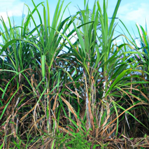 VI. The Benefits of Sugar Cane Farming for Sustainable Agriculture