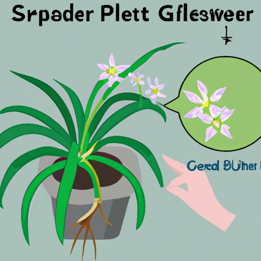 5 Easy Steps to Propagate Your Spider Plant Like a Pro